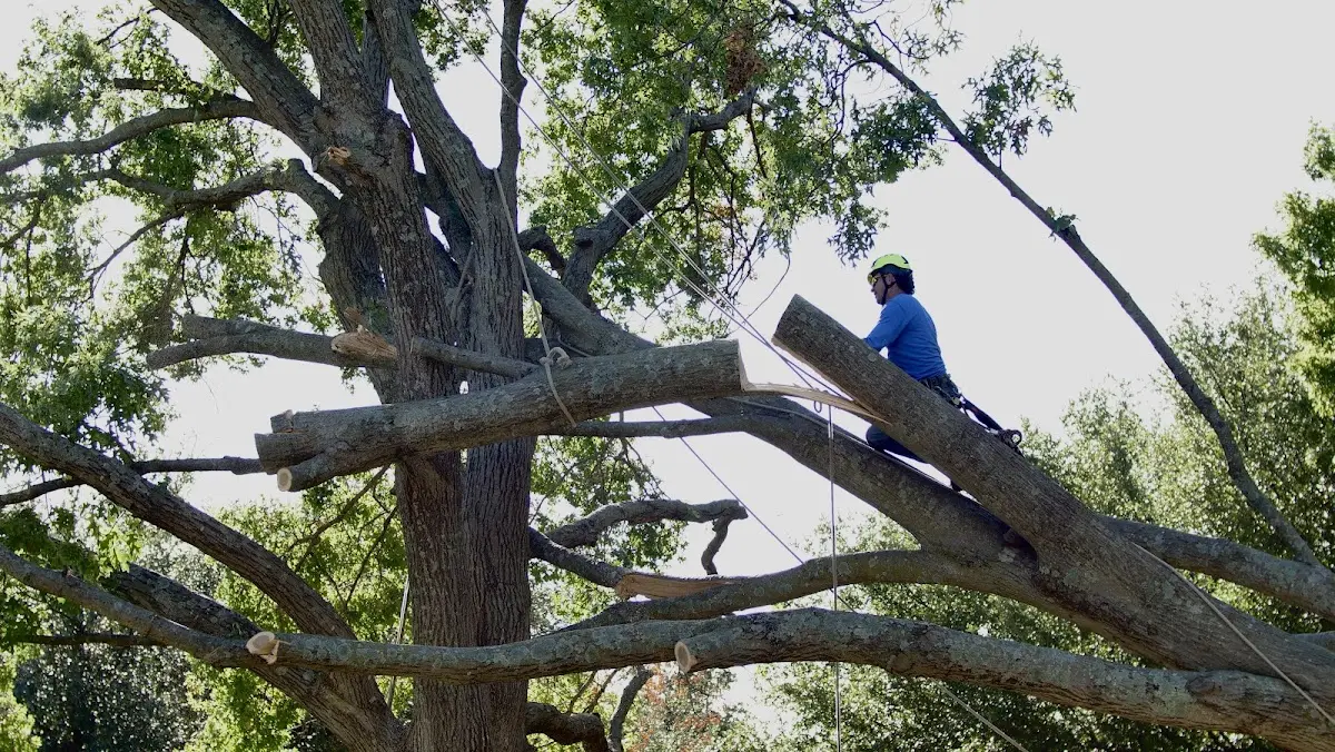 Professional Hazardous Tree Removal performed by certified arborists in Surveyor