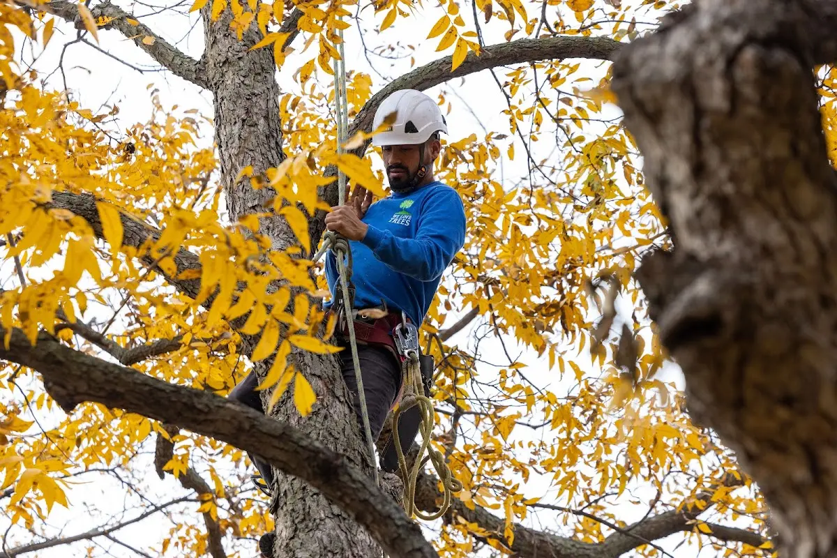 Skilled Emergency Tree Service crew working in Surveyor
